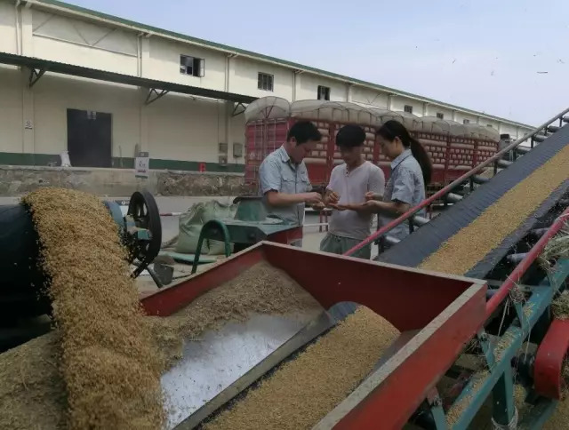 激活市场活力，促进优质优价 粮食收储市场化改革的战略意义与实践路径